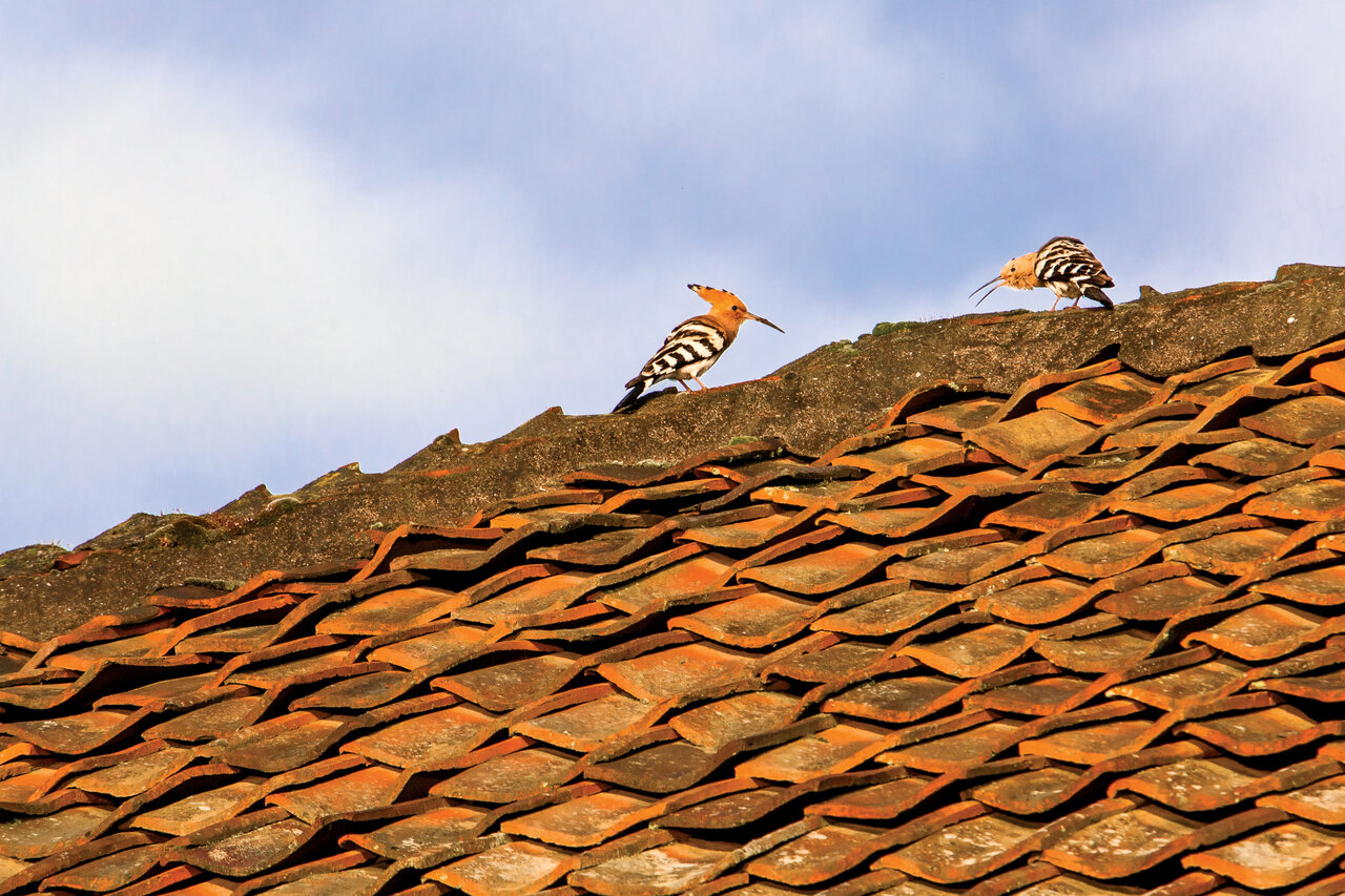 زیباییهای این جاده ایران در پاییز، هر مسافری را حیران میکند