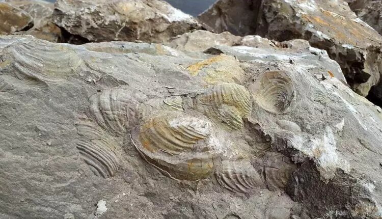ساکنان 10 میلیون ساله فلات ایران