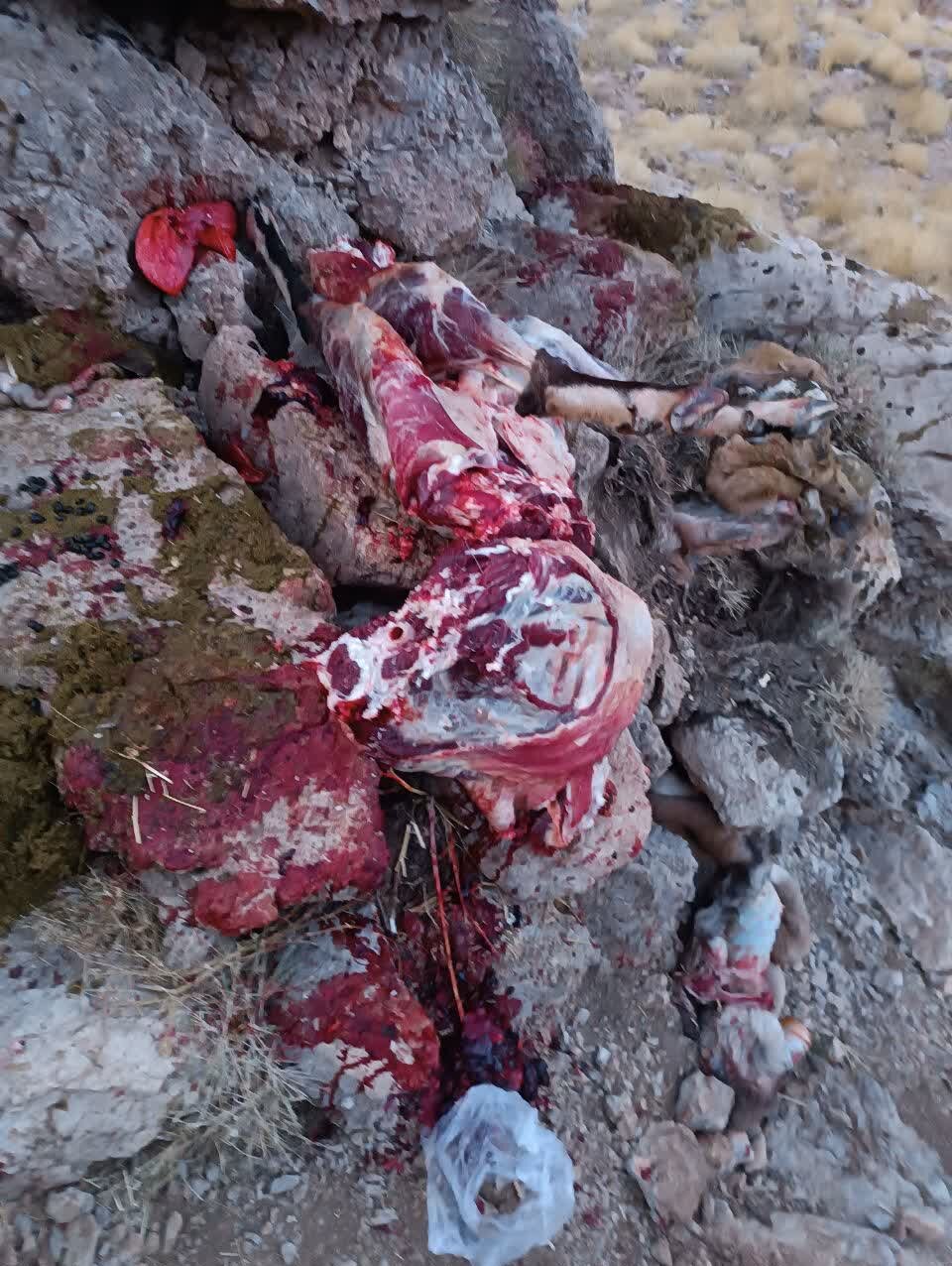 تصاویر (۱۶+) | دستگیری بی‌رحم‌ترین شکارچی ایران | صحنه‌هایی دلخراش از شکار با اسلحه‌ای خاص