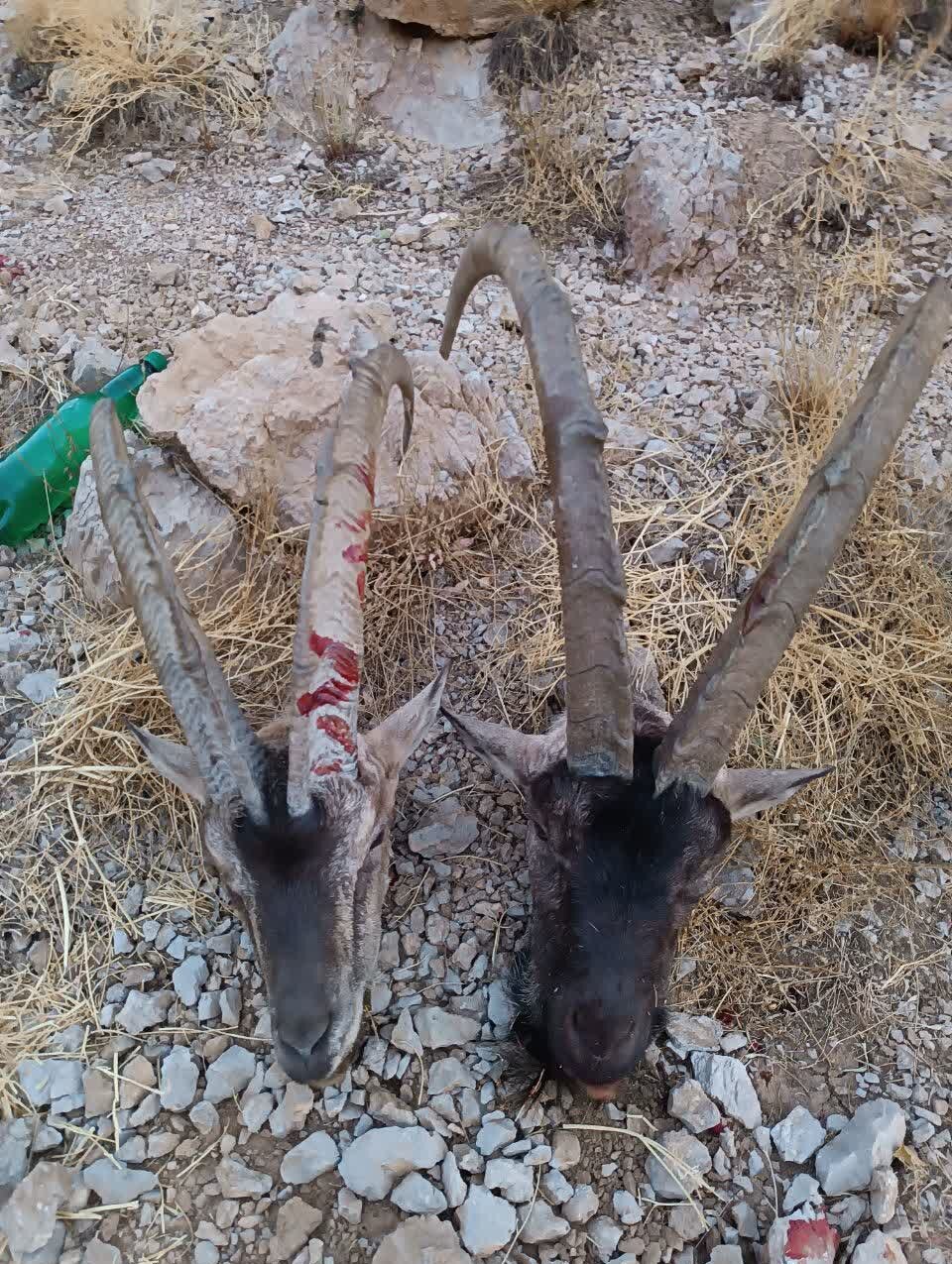 تصاویر (۱۶+) | دستگیری بیرحمترین شکارچی ایران | صحنههایی دلخراش از شکار با اسلحهای خاص