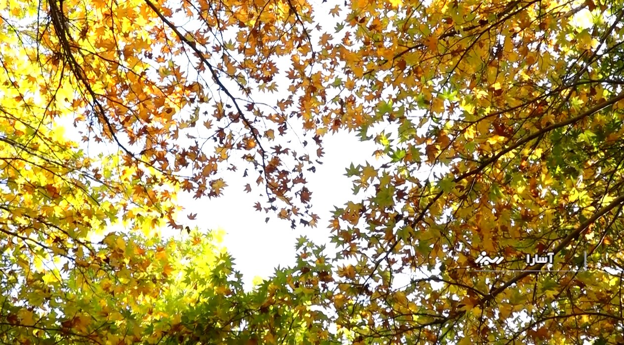 زیبایی شگفتانگیز جاده چالوس در پاییز هزار رنگ + تصاویر