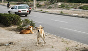 سگ‌ها سالانه چند ایرانی را گاز می‌گیرند؟ | آمار وحشتناک کشته شدگان سگ گزیدگی