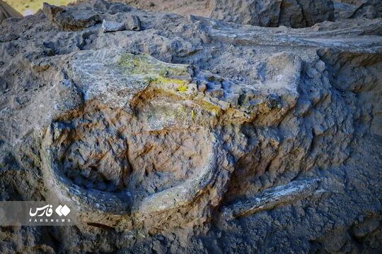 کشف ۴۰۰ قطعه فسیل ۱۰ میلیون ساله در مراغه