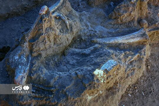کشف ۴۰۰ قطعه فسیل ۱۰ میلیون ساله در مراغه