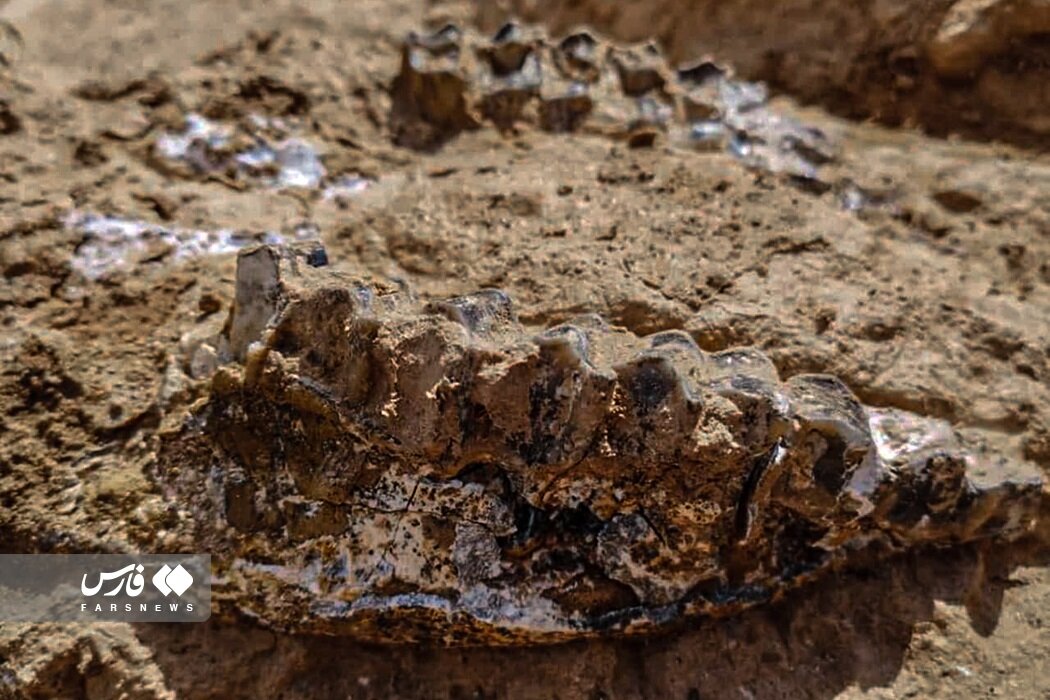 تصاویر | ۴۰۰ قطعه فسیل ۱۰ میلیون ساله‌ای که در مراغه کشف شد