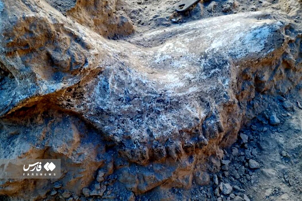 تصاویر | ۴۰۰ قطعه فسیل ۱۰ میلیون ساله‌ای که در مراغه کشف شد