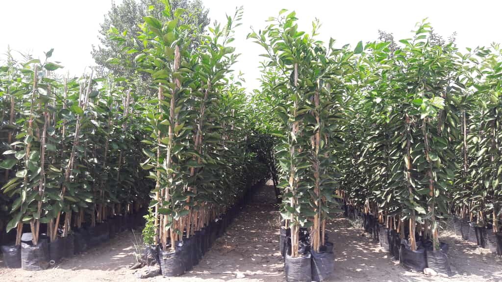 آقای نهال به ازای خرید 10 نهال، 2 نهال و کود رایگان هدیه میدهد