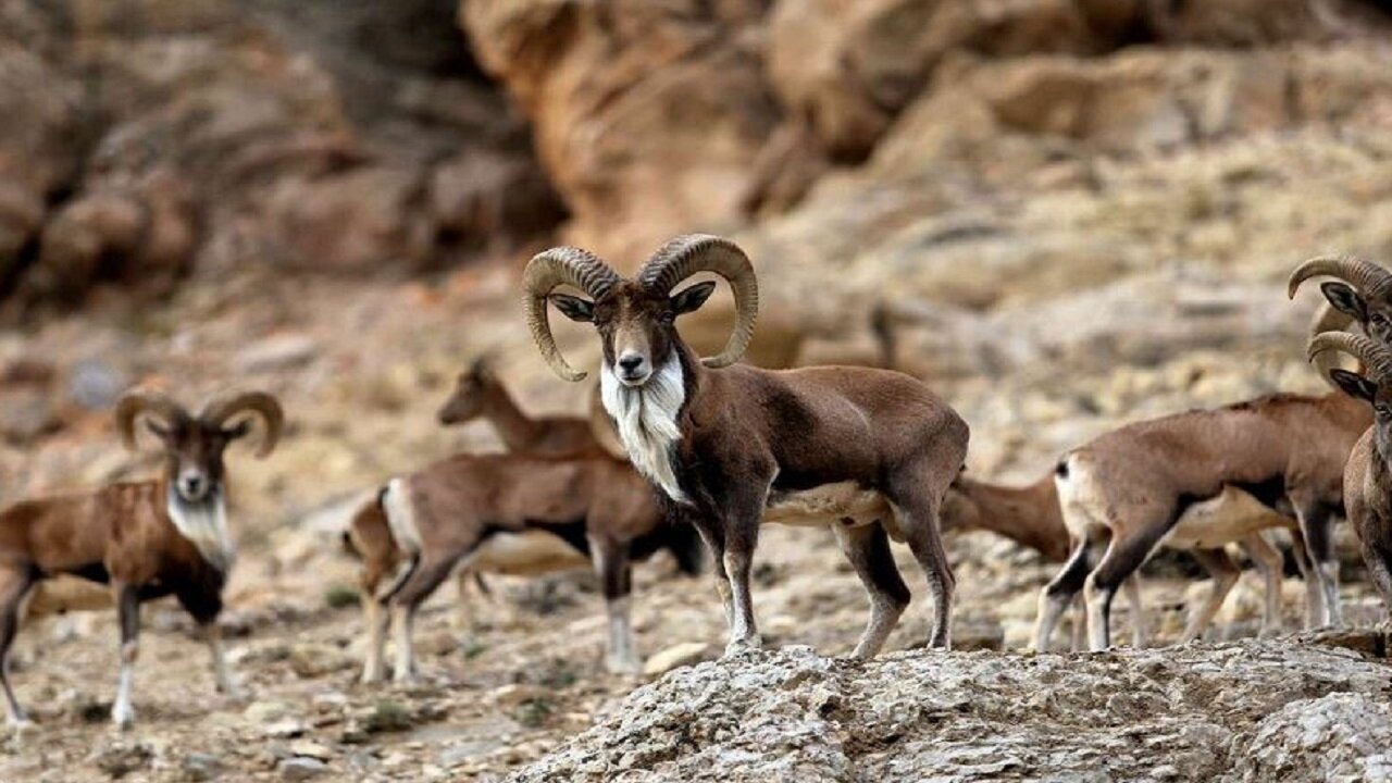 صنایع دستی مانع شکارچیان متخلف | این همه هوبره را یکجا حتی قبل از انقلاب هم ندیده بودم | مهدی تیموری :بدون مردم نمی توان پارک ملی گلستان را حفاظت کرد