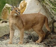 یک گونه نادر و کمیاب حیات وحش در ایران شناسایی شد