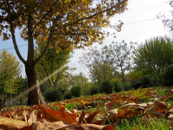 خش خش برگها زیر پای بانوان