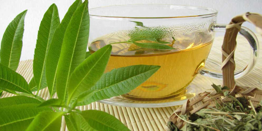 خواص به لیمو ؛ از کاهش نفخ و دل درد تا مقوی اعصاب | بهترین زمان مصرف دمنوش به لیمو | + عکس گیاه به لیمو