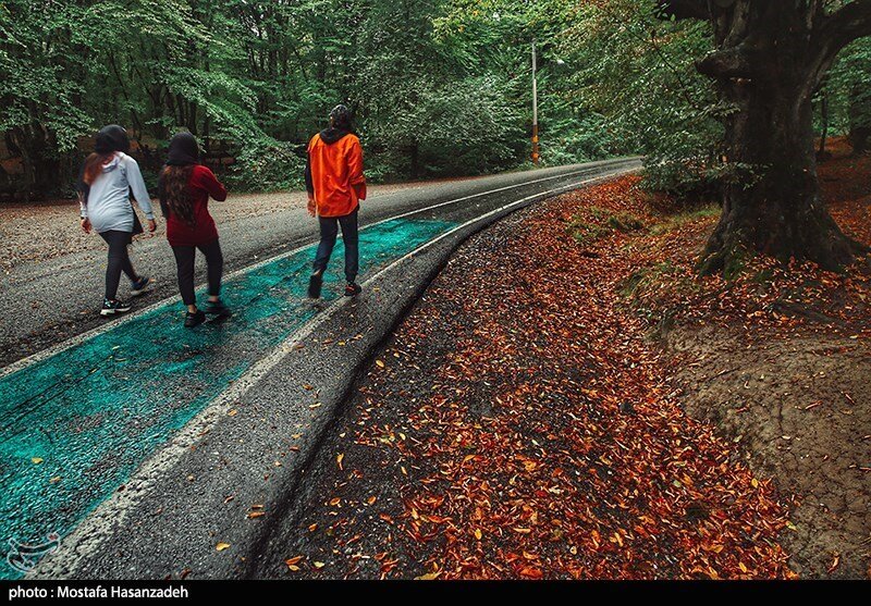 اینجا زیبا ترین و تماشایی ترین جنگل ایران در پاییز است | عروس جنگلهای شمال را در فصل هزار رنگ ببینید | راحت ترین مسیر برای رسیدن به النگدره