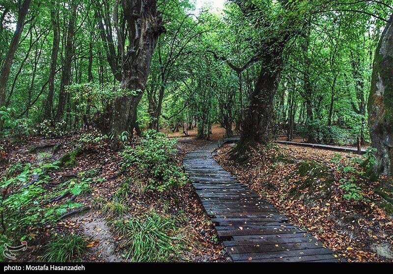 تصاویر عروس پاییزی جنگلهای شمال | بهترین فصل سفر به النگدره ؛ النگدره کجاست