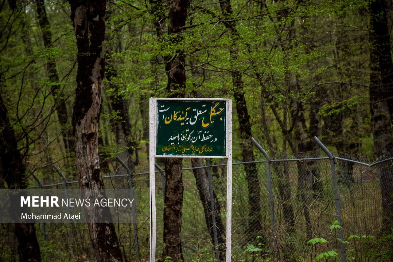 تصاویر عروس پاییزی جنگلهای شمال | بهترین فصل سفر به النگدره ؛ النگدره کجاست