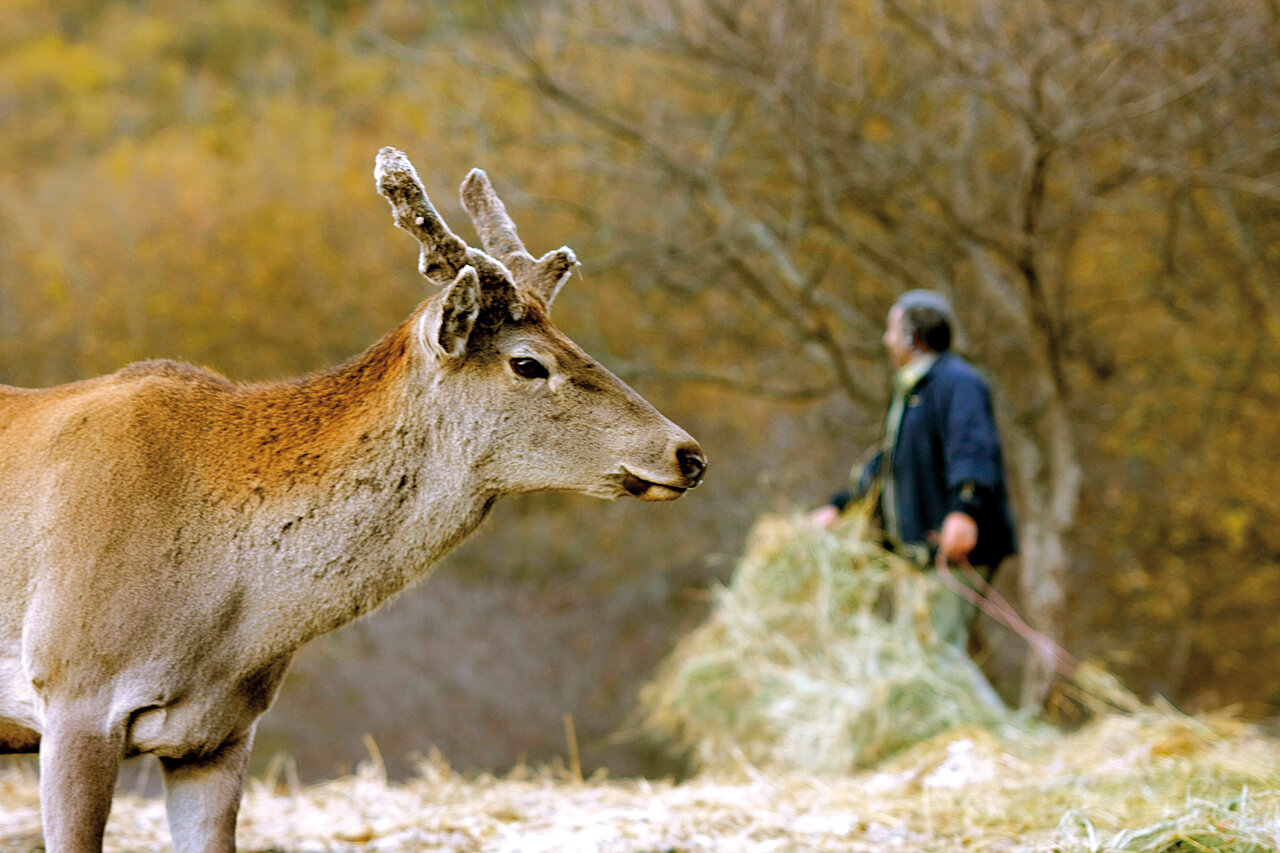 غوغای رنگها در کهنترین جنگلهای ایران | زیباترین منظرههای پاییزی را در این جنگلها ببینیند