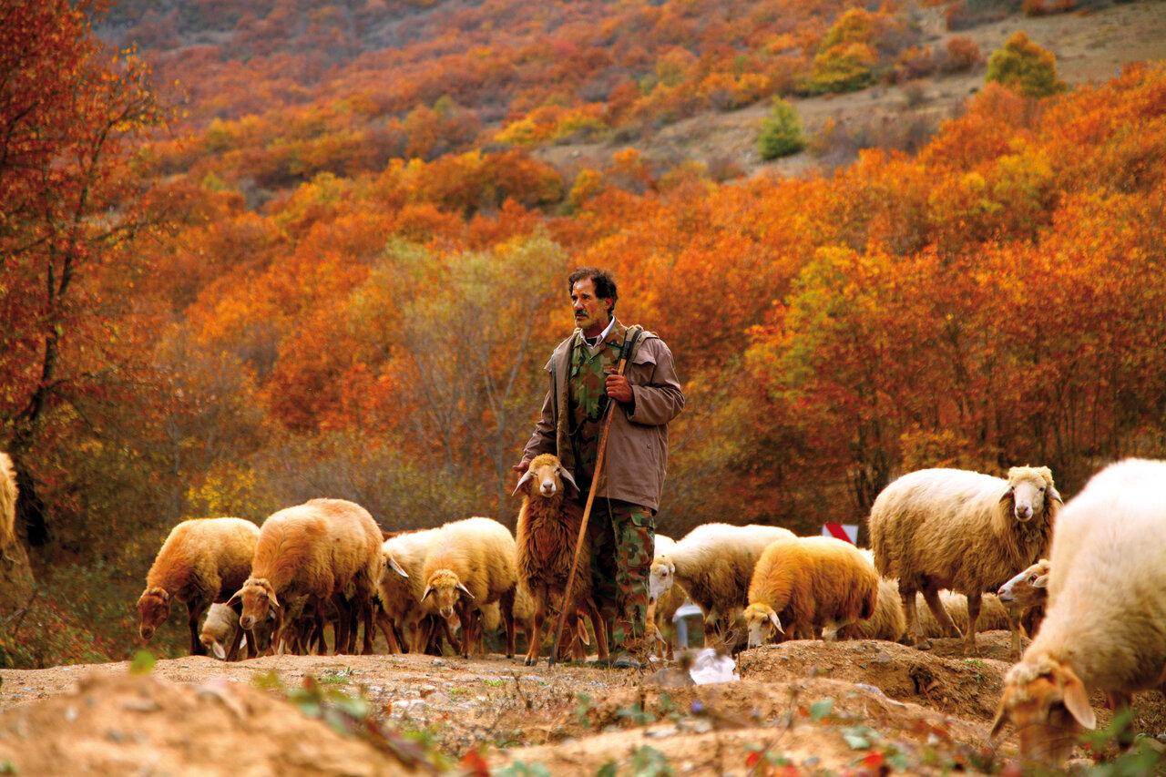 غوغای رنگها در کهنترین جنگلهای ایران | زیباترین منظرههای پاییزی را در این جنگلها ببینیند
