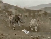 تصاویر عجیب همراهی گرگ و سگ در بیابان‌های ایران