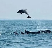 تصاویر نادر ورود دسته دلفین‌ها به ساحل چابهار