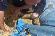 پلیس، مرد بگون بخت را از غرق شدن در گندم نجات داد