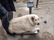 اشعه ایکس، به چاق‌ترین سگ ولگرد جهان اثر نمی‌کند