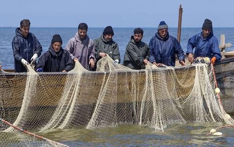 مشتریان آبزیان حرام گوشت| از اختاپوس سرخ شده تا لابستر گریل شده