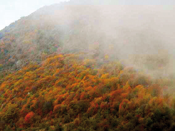 دیدار با زیباترین جلوههای پاییزی در این جنگل بکر در ایران