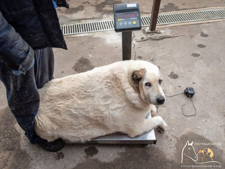 سگ چاق