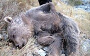 توضیح محیط زیست درباره زنده‌گیری خرس‌های زخمی