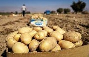 تعیین عوارض ۶۰درصدی برای صادرات سیب‌زمینی
