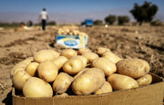 چرا عراق سیب‌زمینی های ایران را نمی خرد؟ | رئیس اتحادیه بارفروشان تهران: باید با کشورهای دیگر رایزنی کنیم
