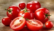 قیمت گوجه بیشتر می‌شود؟ | دلایل افزایش قیمت گوجه از زبان عضو هیات مدیره اتحادیه بارفروشان