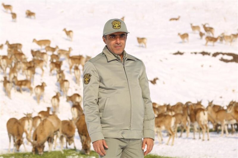 ۲۰.۶ درصد قوچ و میش های ایران در تهران زندگی می کنند |تهران، هوبره آسیایی دارد