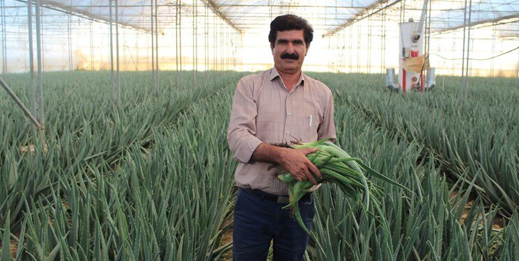 این گیاه را بکارید طلا درو میکنید