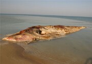 اولین تصاویر لاشه یک نهنگ در سواحل کیش | علت مرگ در دست بررسی است