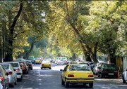 پشت پرده قطع درختان خیابان ایتالیا چیست؟ | توضیح دو مسئول شهری درباره سربری چنارهای این خیابان