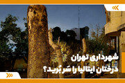 شهرداری تهران، درختان ایتالیا را سَر بُرید؟