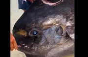 تصاویر عجیب جای دندان‌های موجود غول‌پیکر روی جنازه یک ماهی!