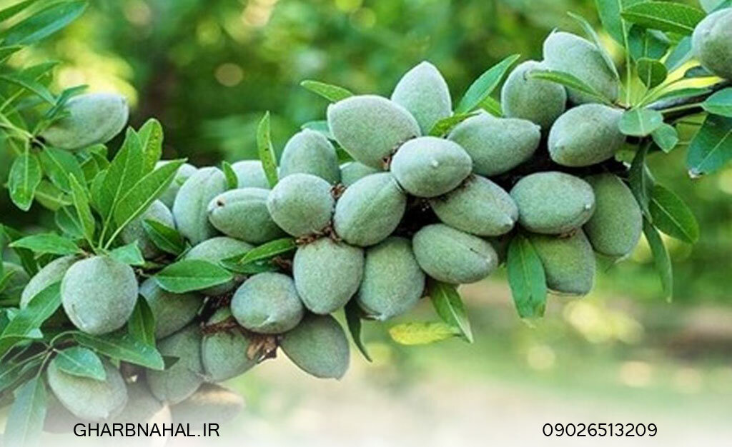 نهال های بادام پربار در کشور را بیشتر بشناسید