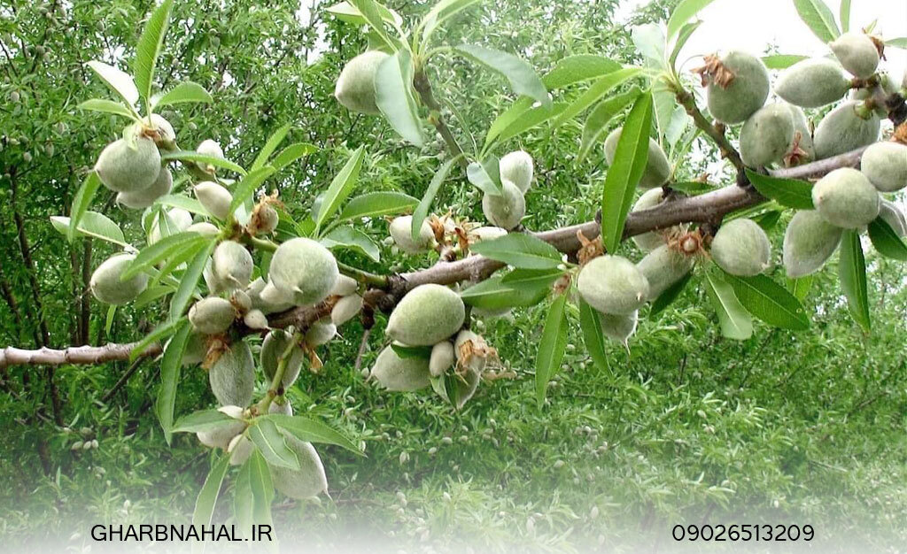 نهال های بادام پربار در کشور را بیشتر بشناسید