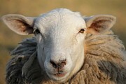 ببینید | چوپان در لایو اینستاگرام خوابش برد! | گوسفندش با نشخوار کردن رو به دوربین ۳۰ هزار فالوور جذب کرد!