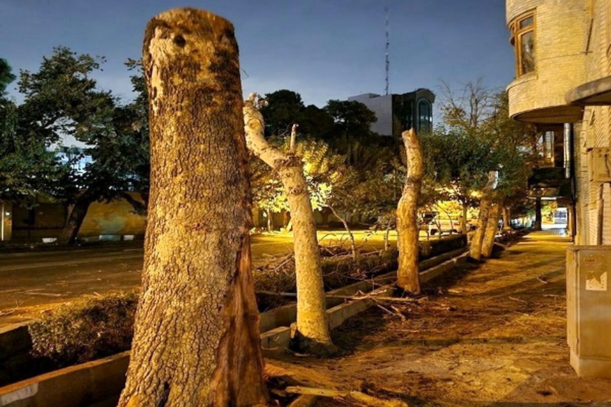قطه درختان ایتالیا