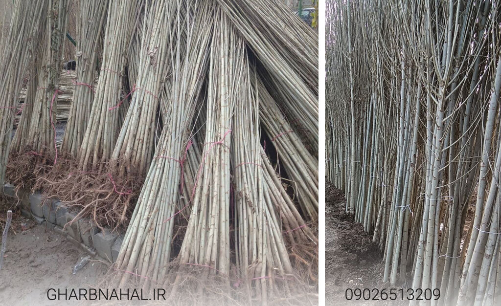 درآمدزایی با خرید و کاشت نهال صنوبر