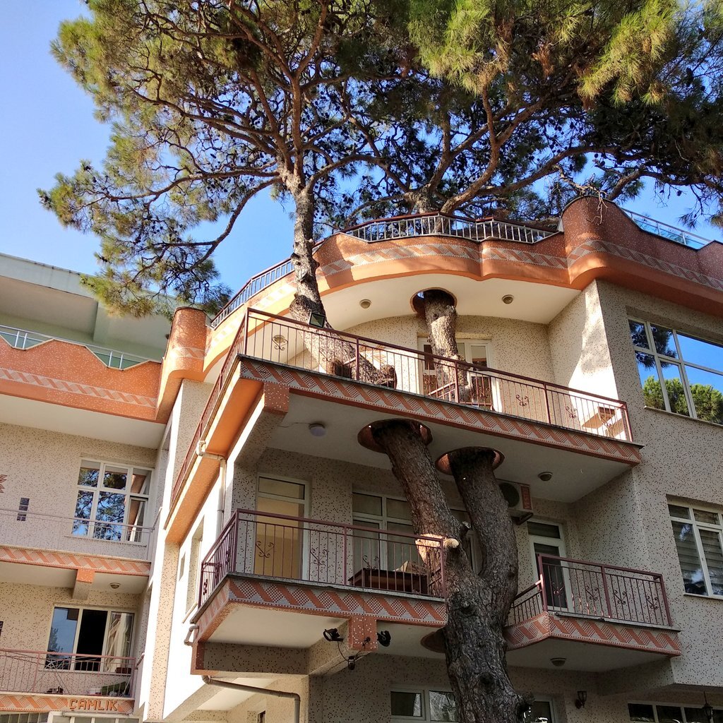 عکس | هم خانگی با کاج 337ساله