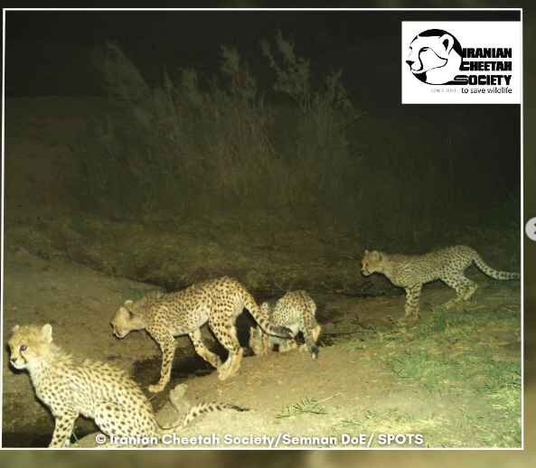 نبرد ۱۶ یوز با ۵ هزار شتر در پارک ملی توران