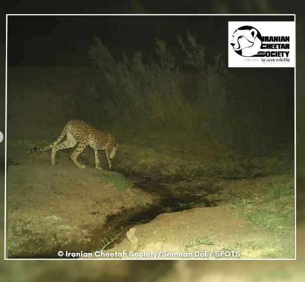 خورشید خانم هر چهار توله یوزپلنگش را سالم به پاییز رساند