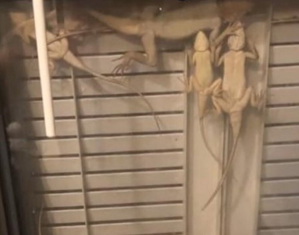 تصاویر لحظه پناه آوردن مارمولکها و قورباغهها به پنجره خانهها !