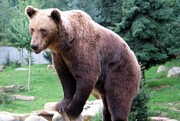 تصاویری از خرس قهوه‌ای در پارک ملی گلستان + ویدئو