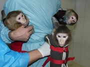 تصاویر | میمون‌های فضانورد ایرانی ۱۲ سال پس از پرتاب کجا هستند؟ | همسر و بچه هم پیدا کرده‌اند!