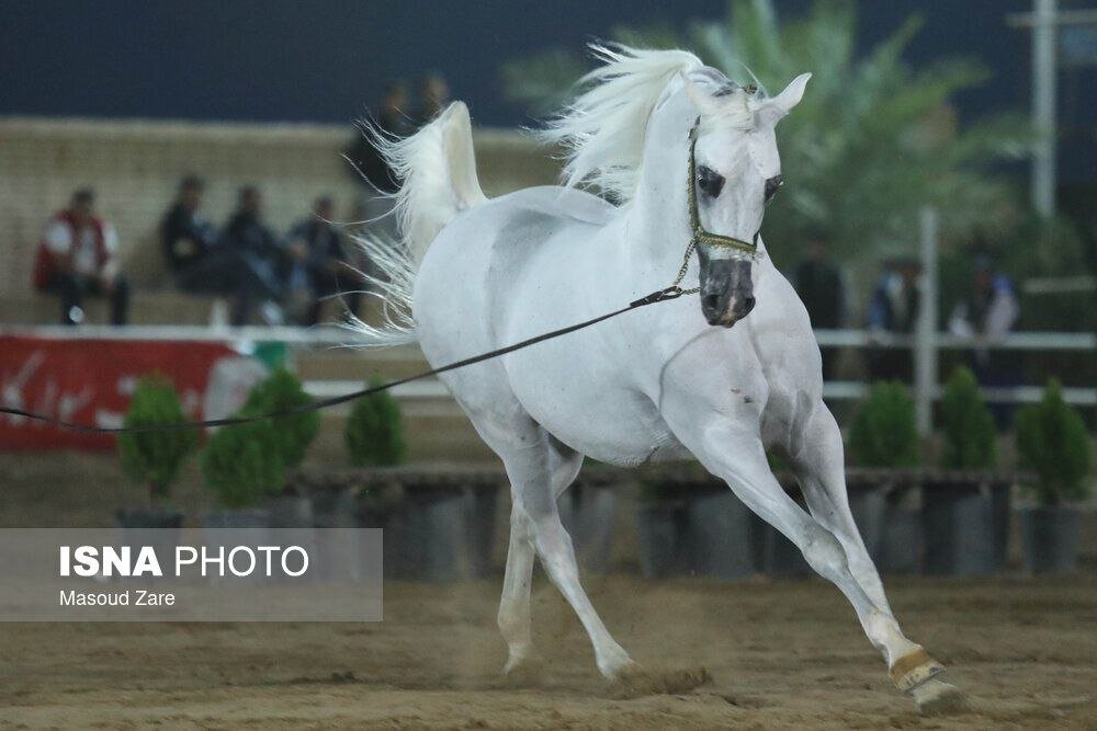 زیباترین اسب ایران انتخاب شد + تصاویر