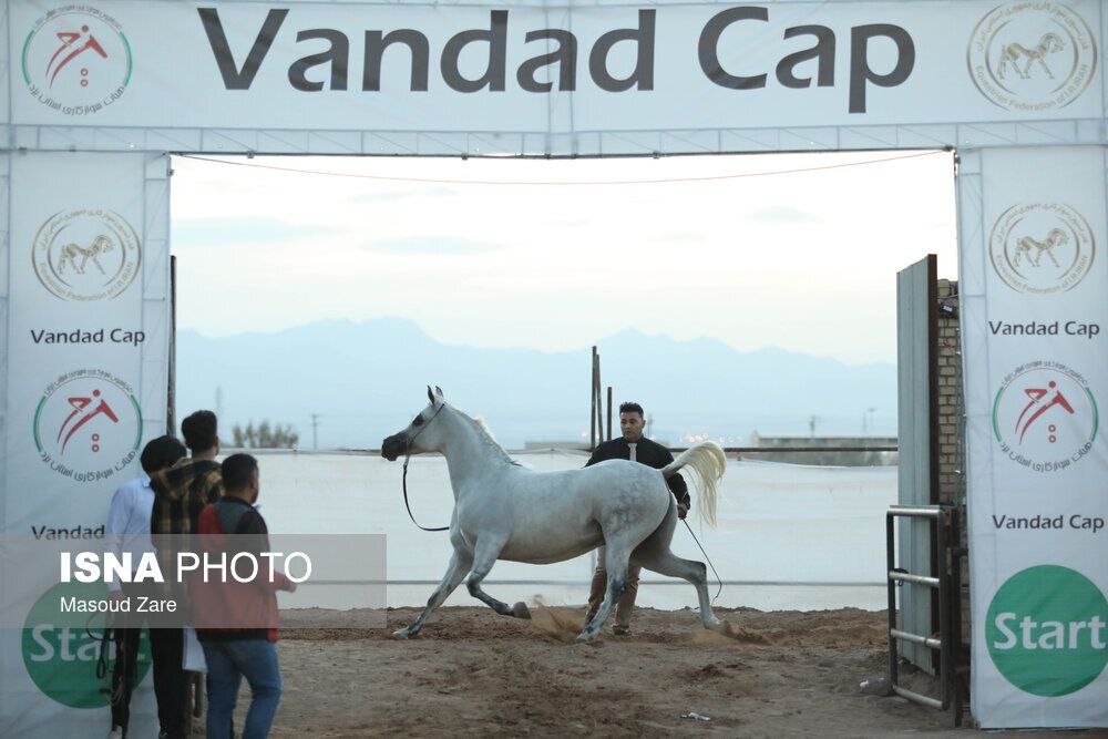 زیباترین اسب ایران انتخاب شد + تصاویر